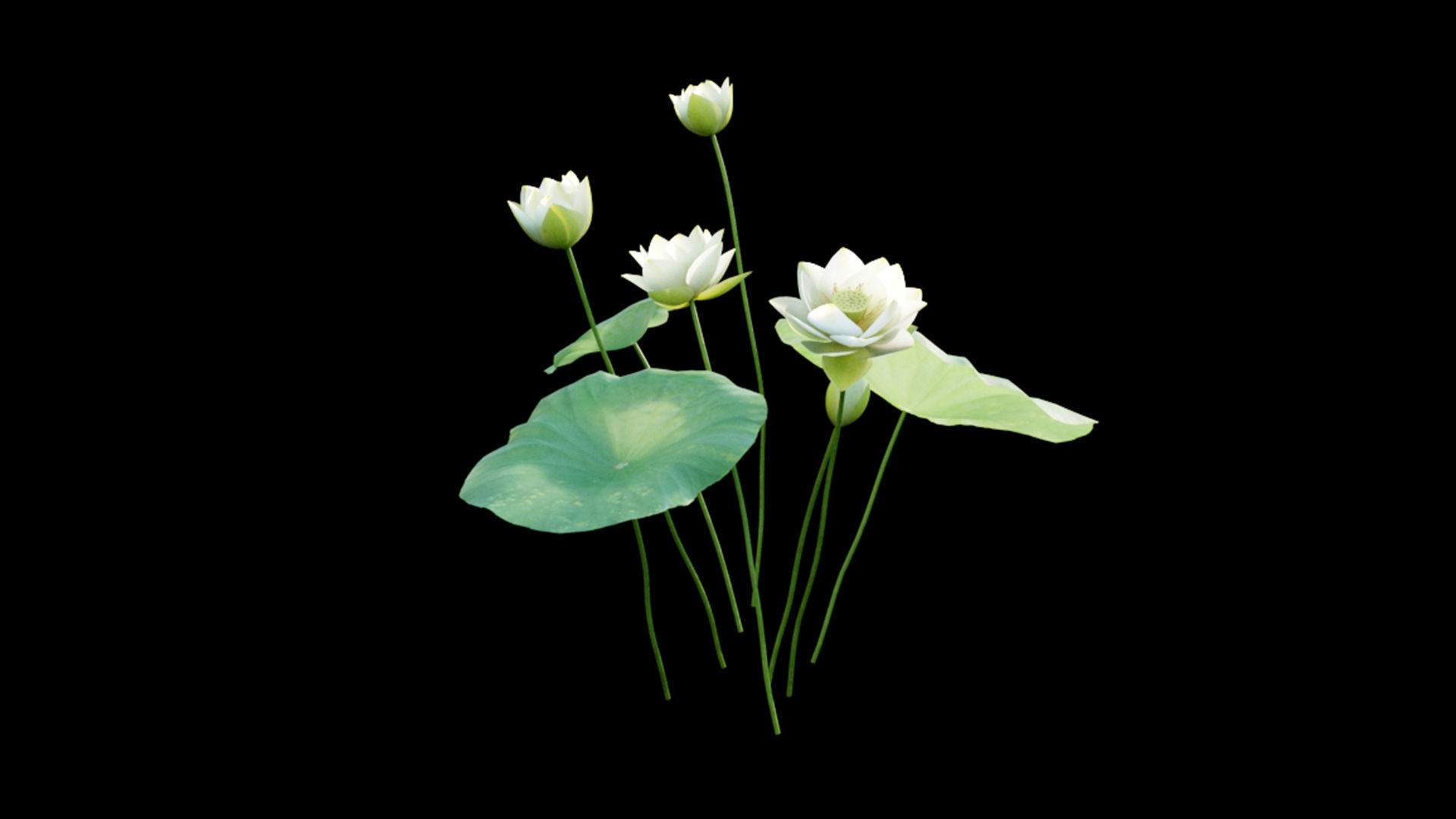 Nelumbo lutea - lotus 3D model_2