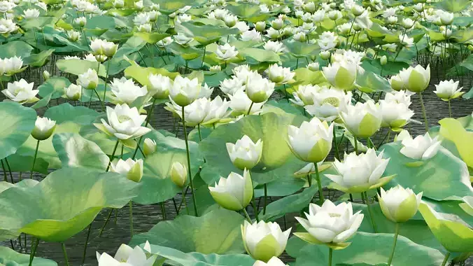 Nelumbo lutea - lotus