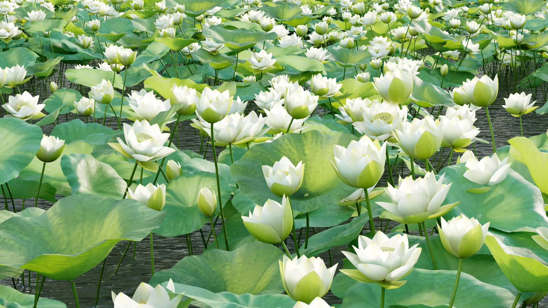Nelumbo lutea - lotus 3D model_0