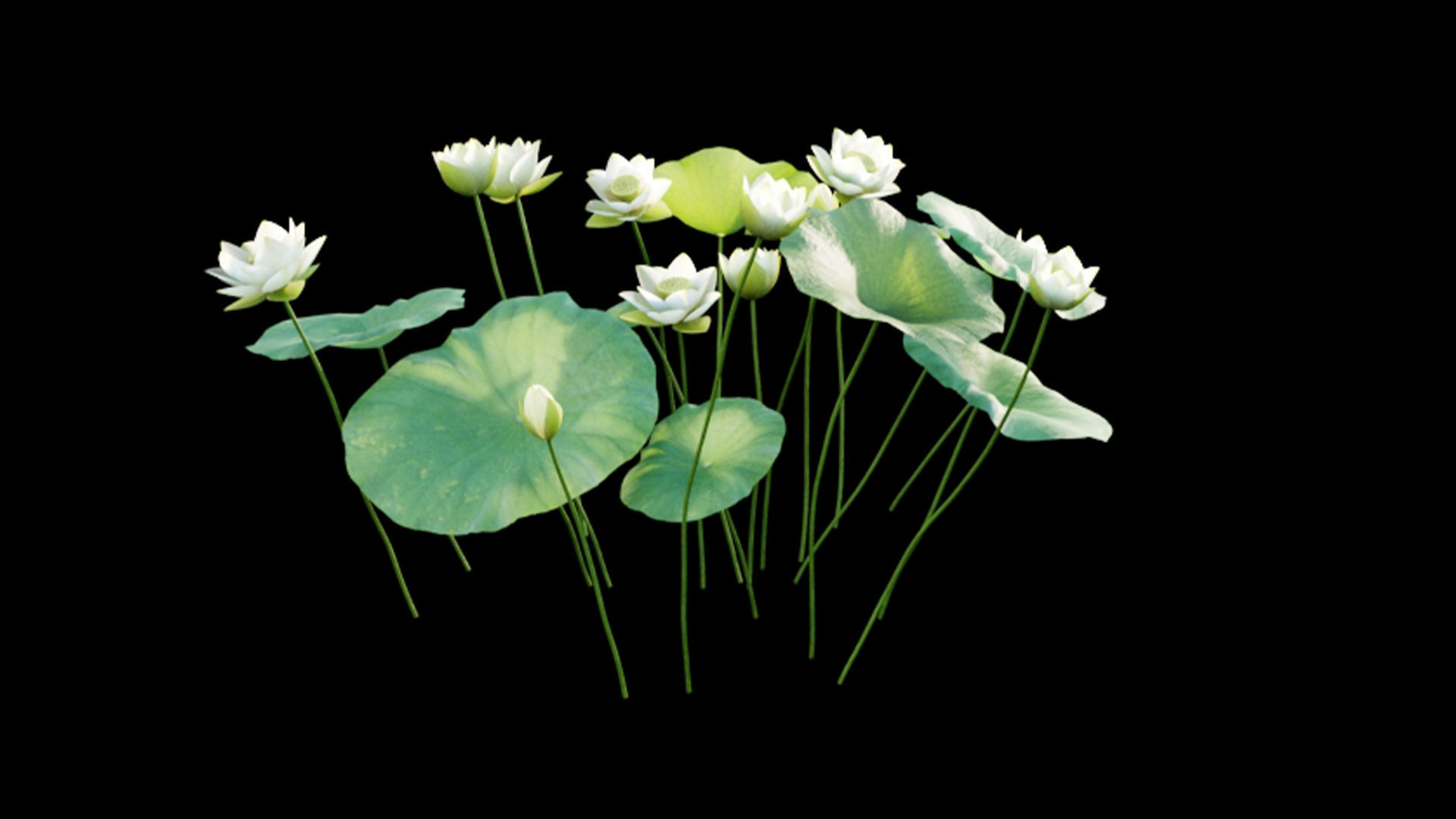 Nelumbo lutea - lotus 3D model_4