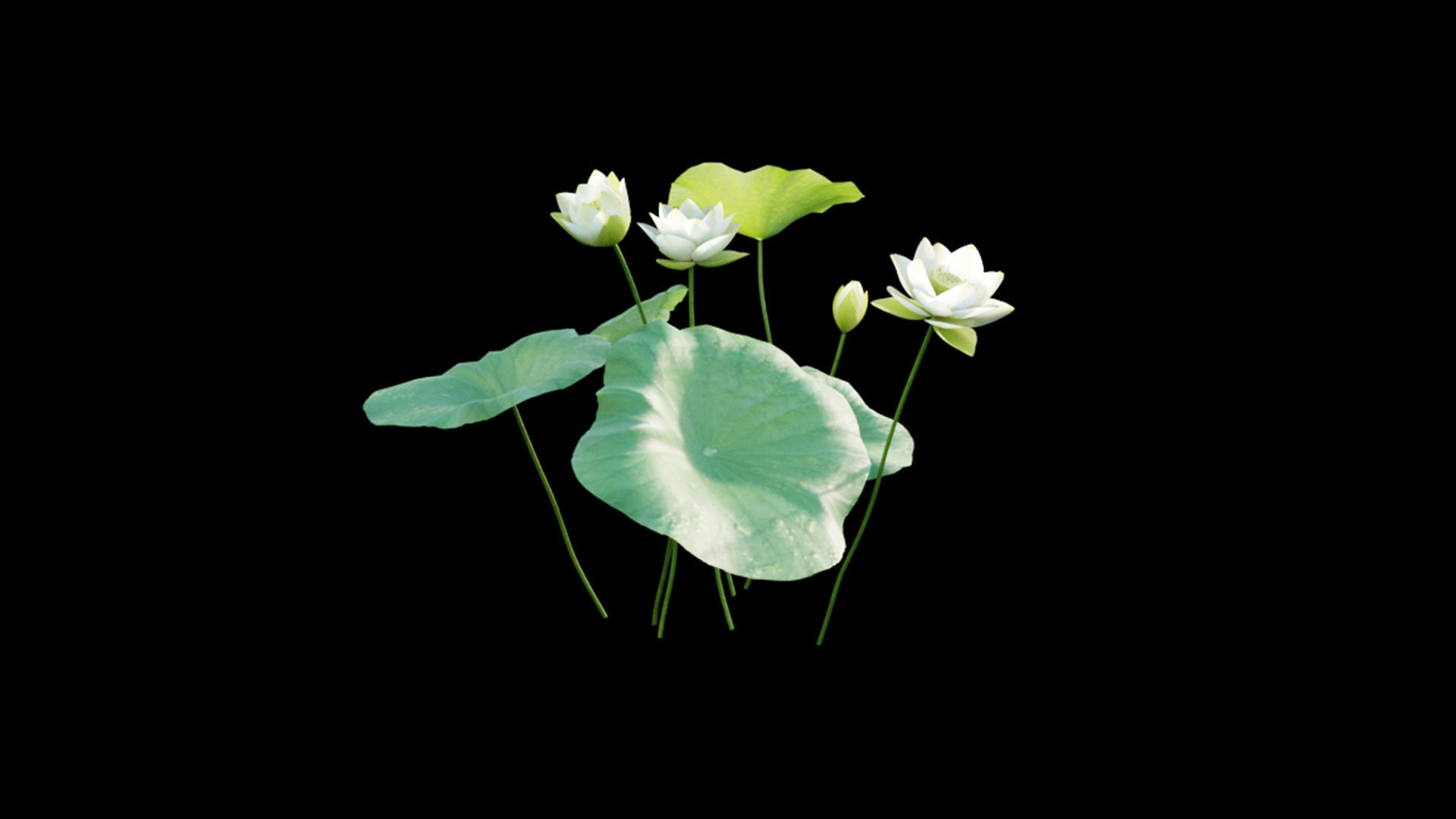 Nelumbo lutea - lotus 3D model_1