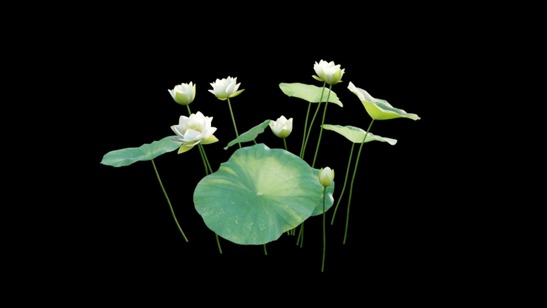 Nelumbo lutea - lotus 3D model_3