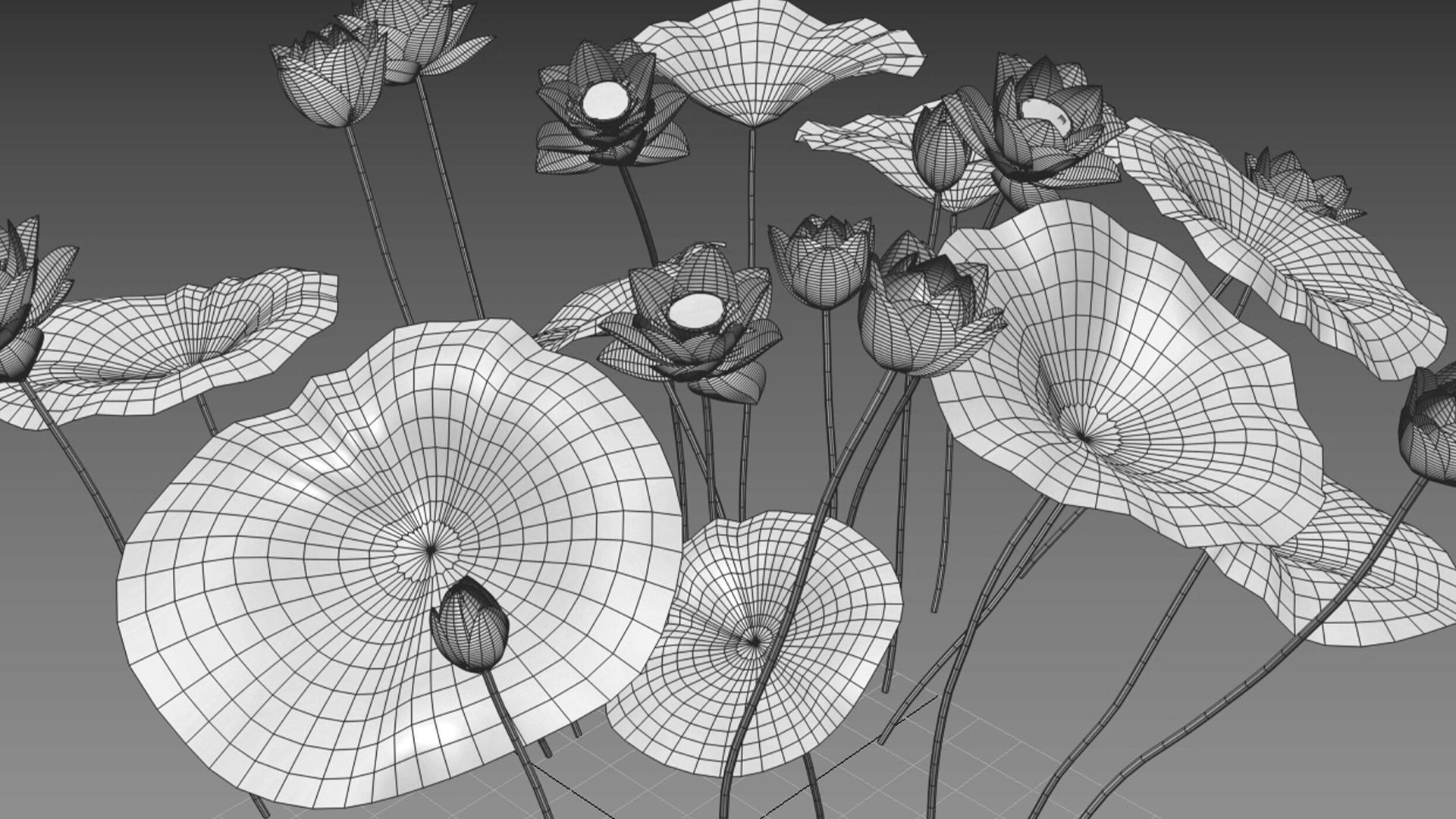 Nelumbo lutea - lotus 3D model_6