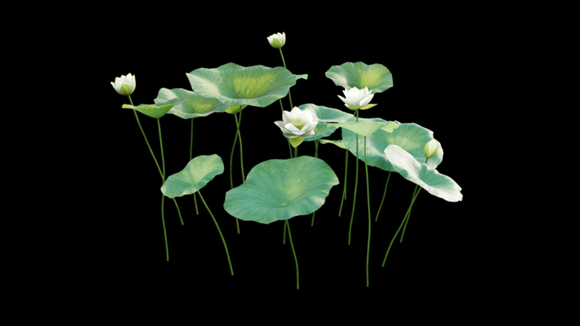 Nelumbo lutea - lotus 3D model_5