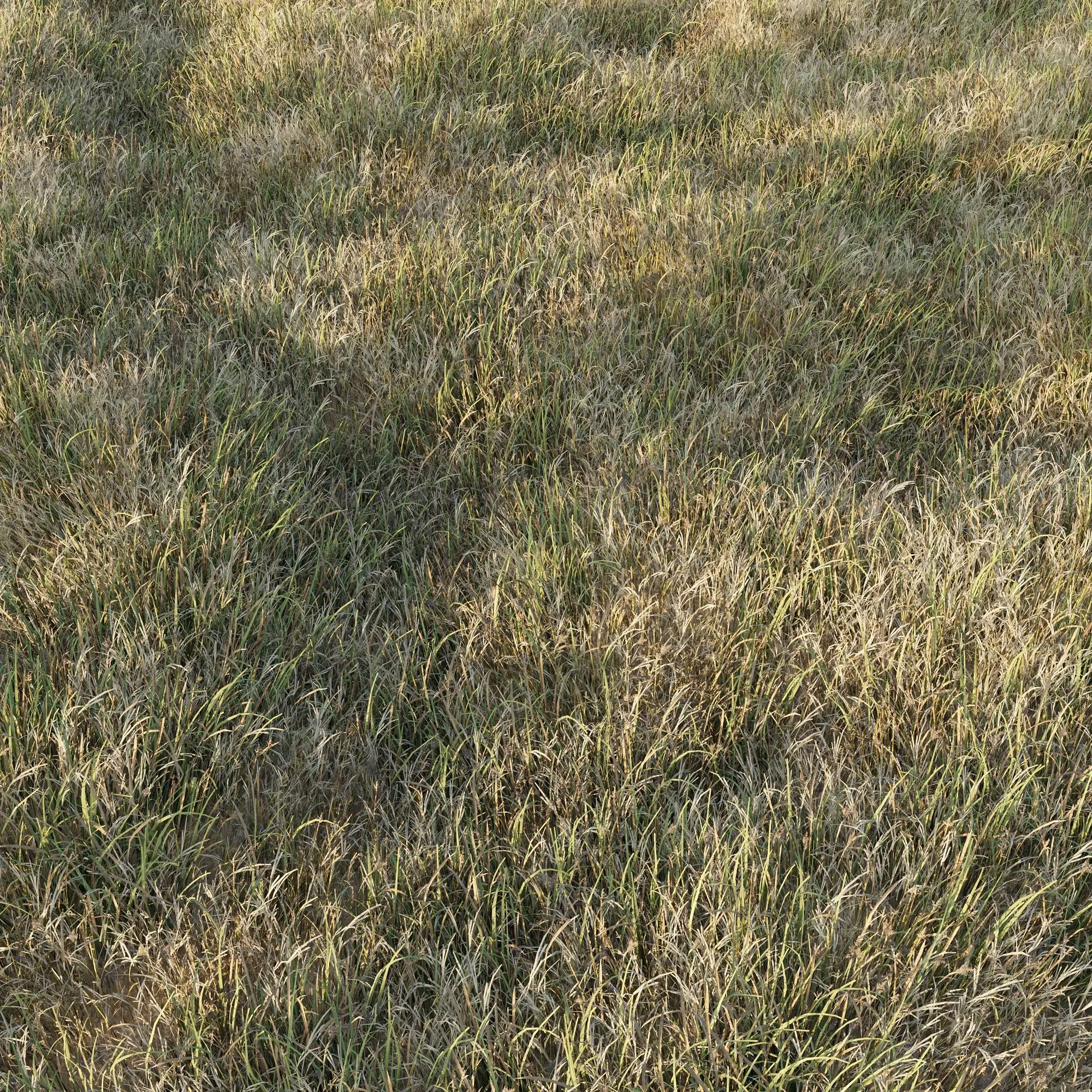 Grass Collection 6 grassy field with Low-poly 3D model_0