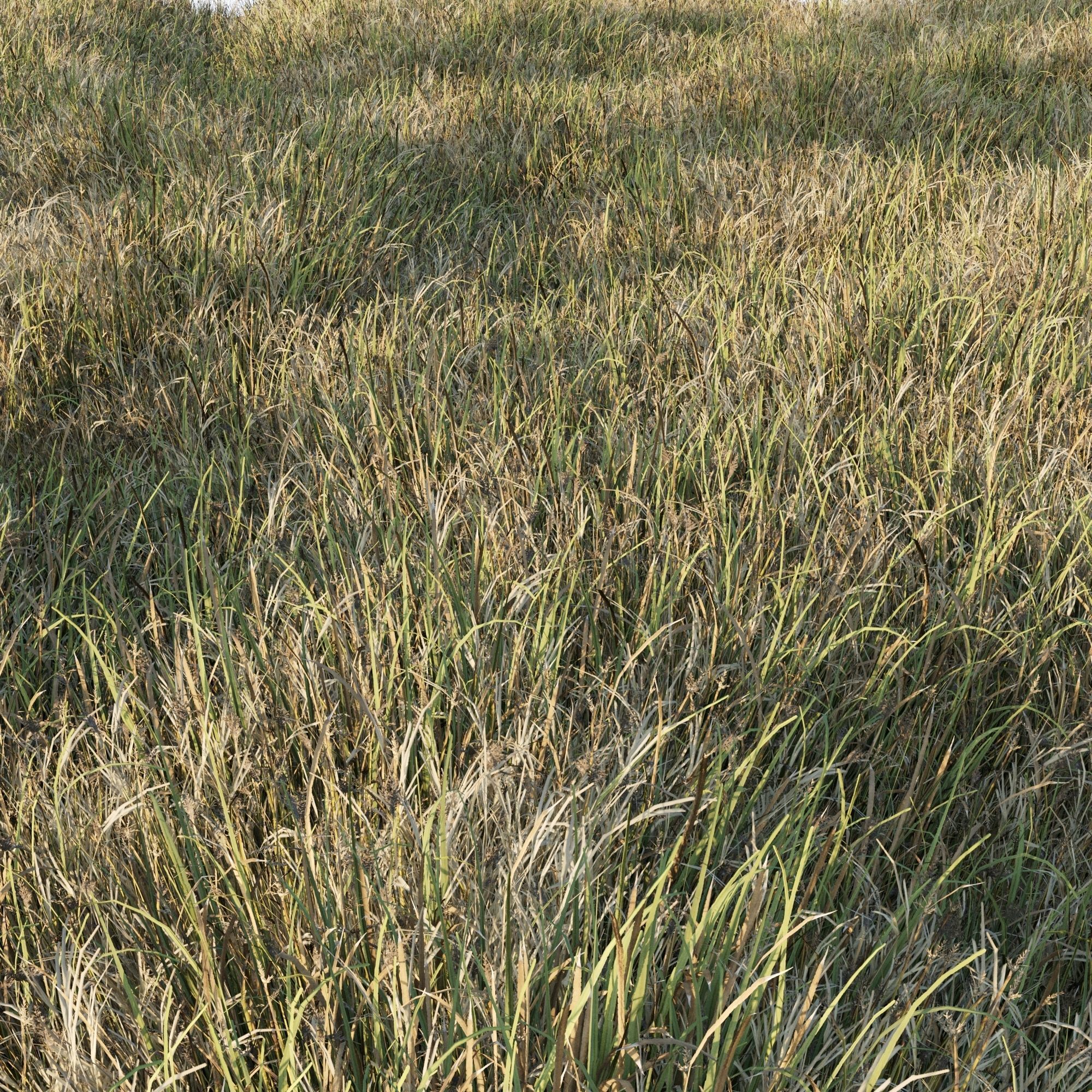 Grass Collection 6 grassy field with Low-poly 3D model_1