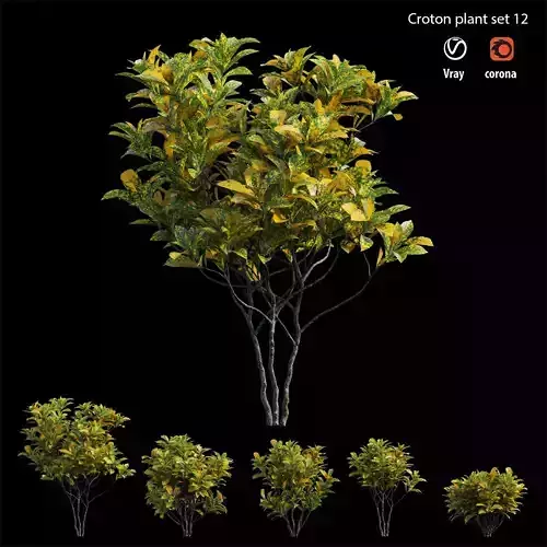 Croton plant set 12 3D model
