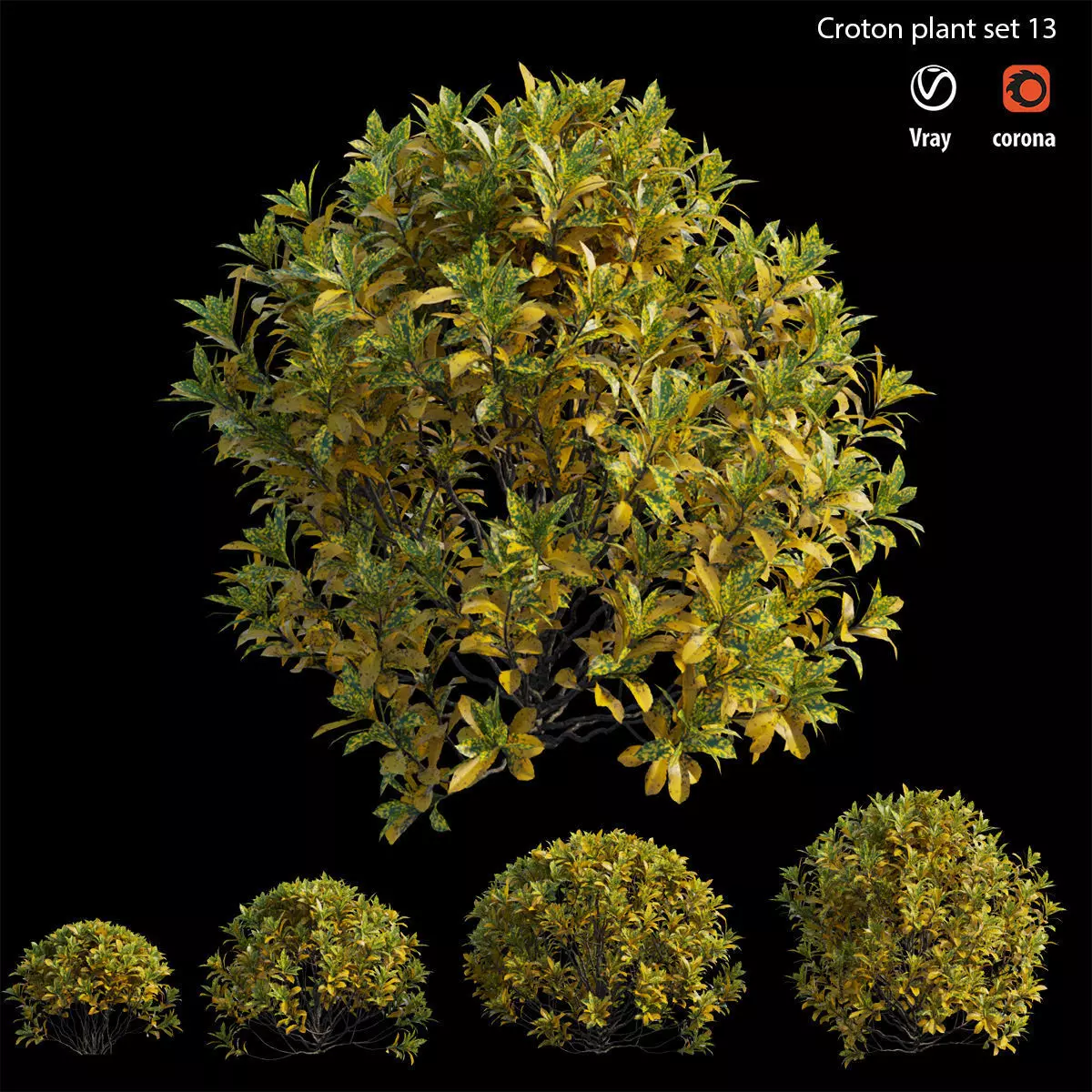 Croton plant set 13 3D model_0
