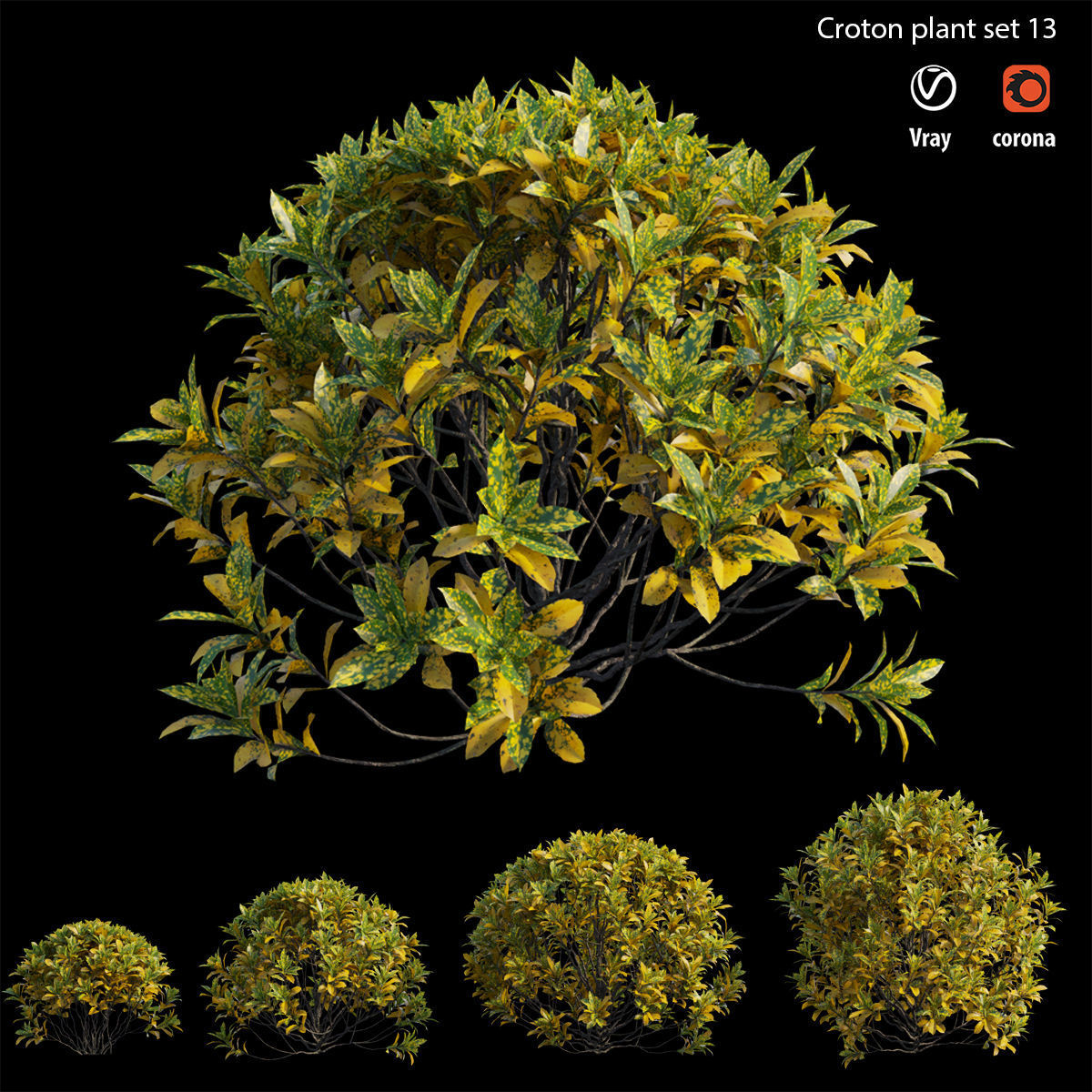 Croton plant set 13 3D model_2