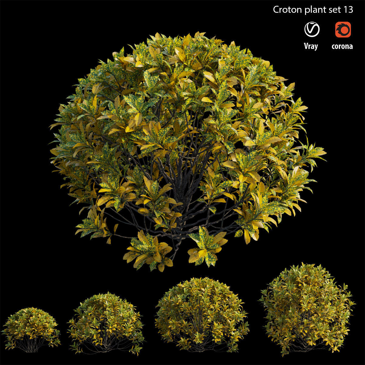 Croton plant set 13 3D model_1