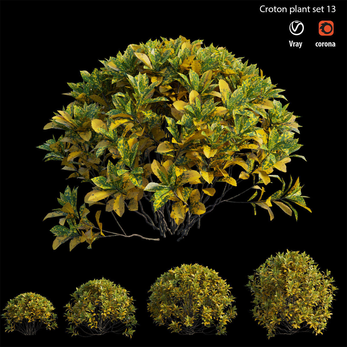 Croton plant set 13 3D model_3