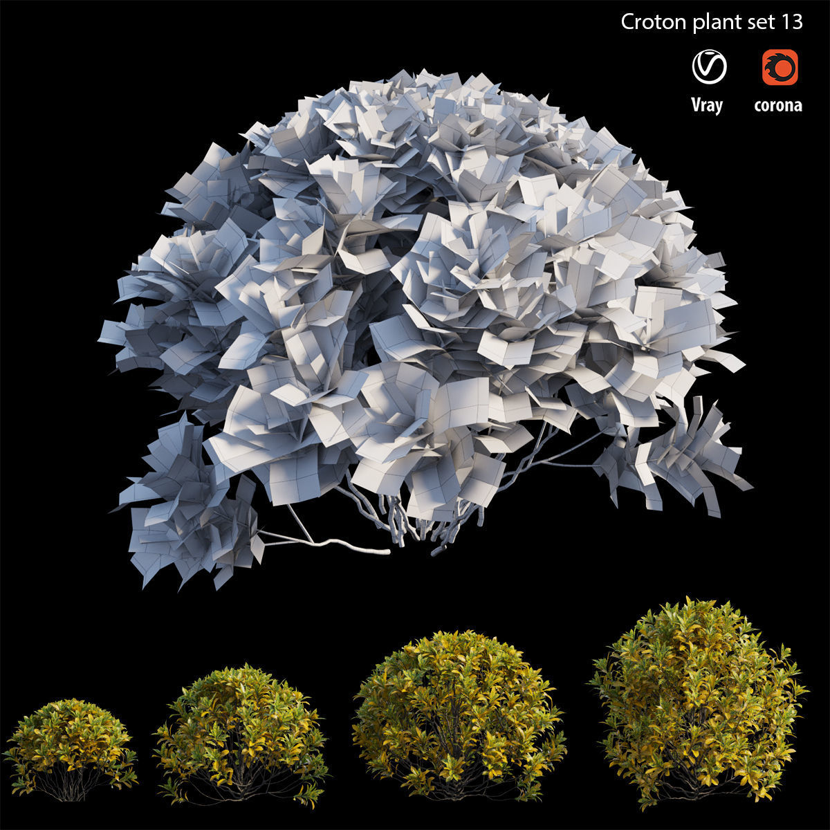 Croton plant set 13 3D model_4