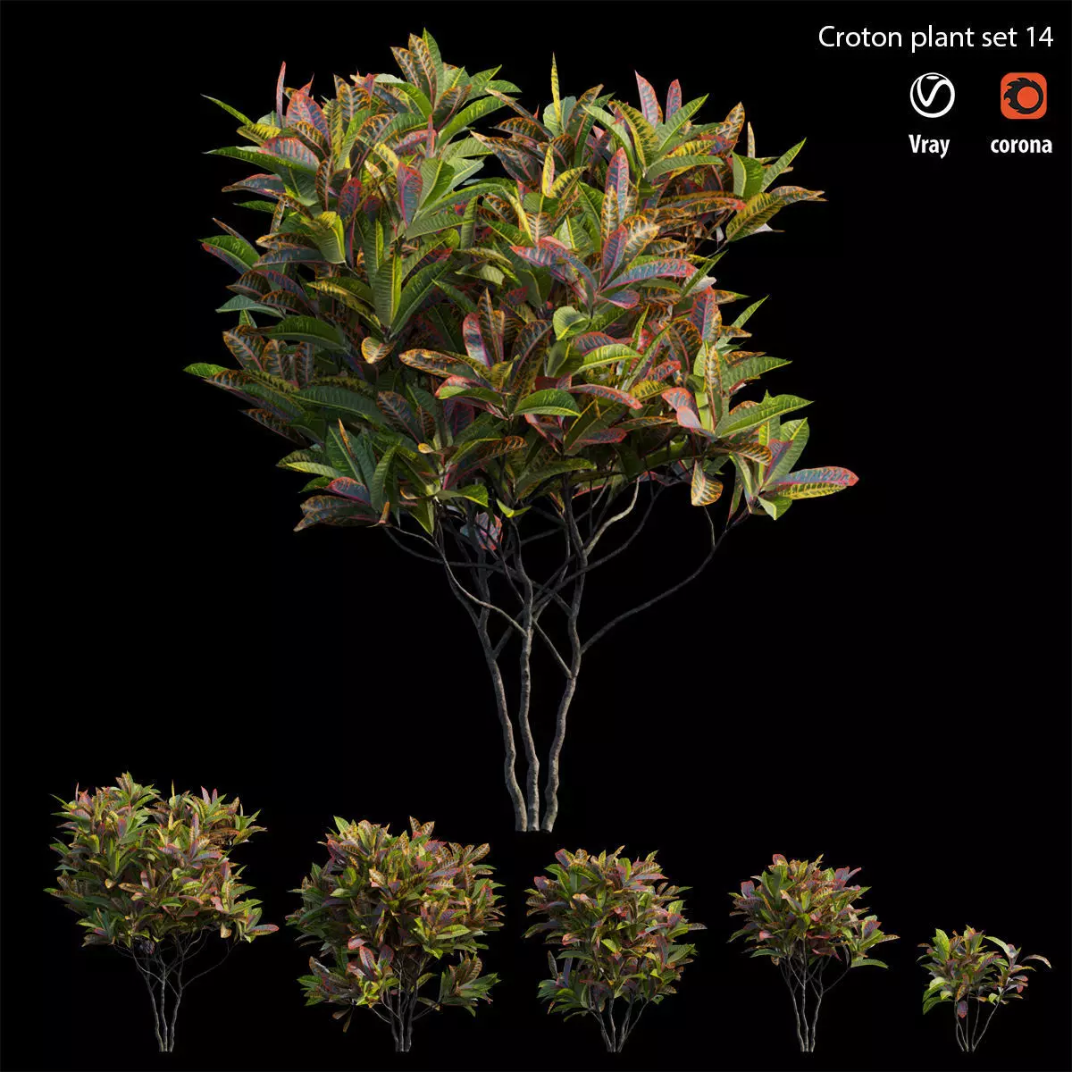 Croton plant set 14 3D model_0