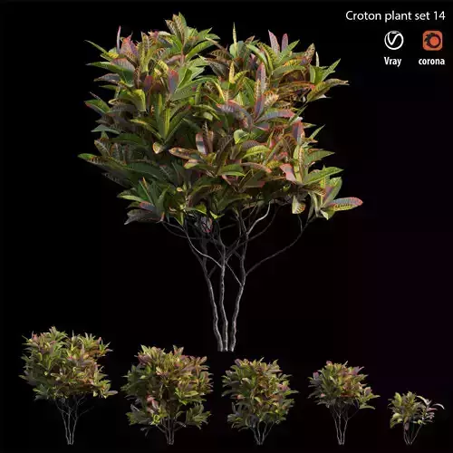 Croton plant set 14 3D model