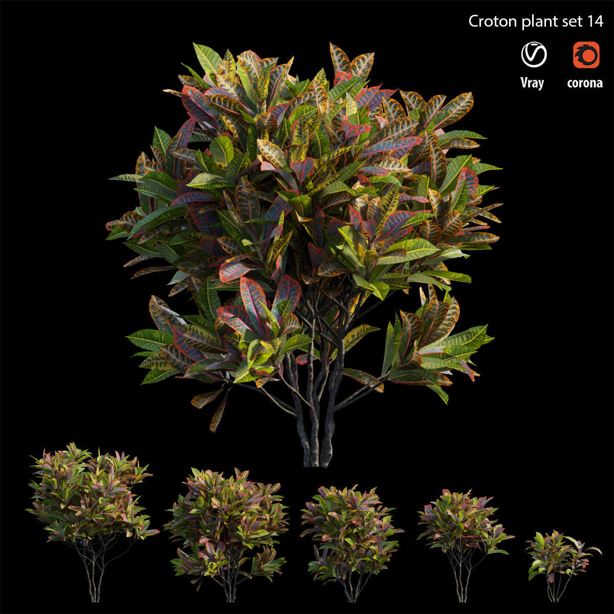 Croton plant set 14 3D model_1