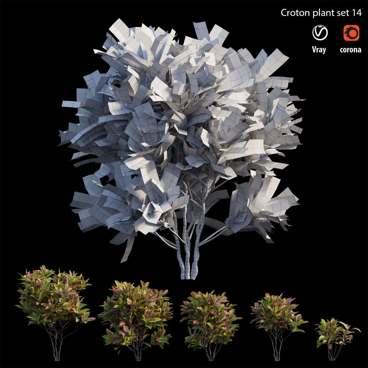 Croton plant set 14 3D model_5