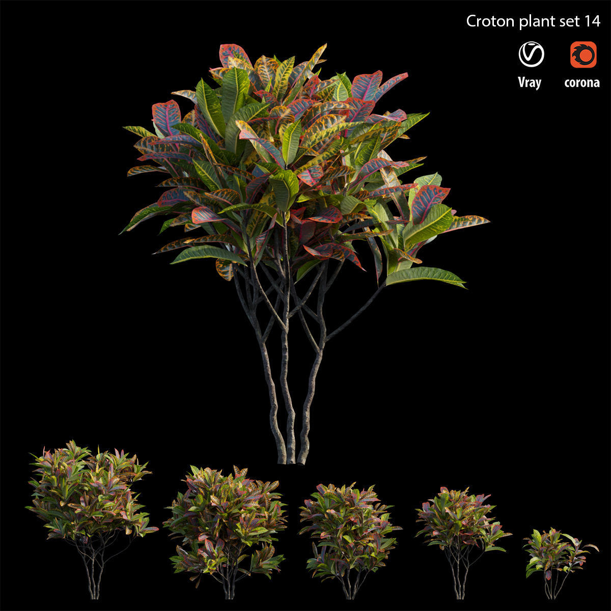 Croton plant set 14 3D model_3