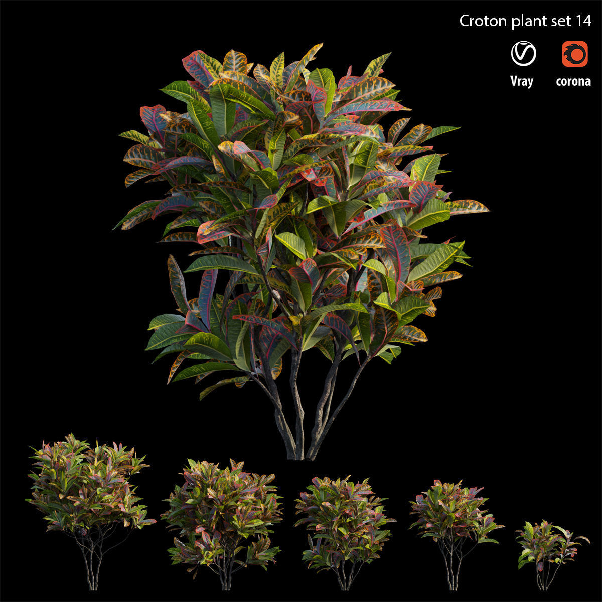 Croton plant set 14 3D model_2