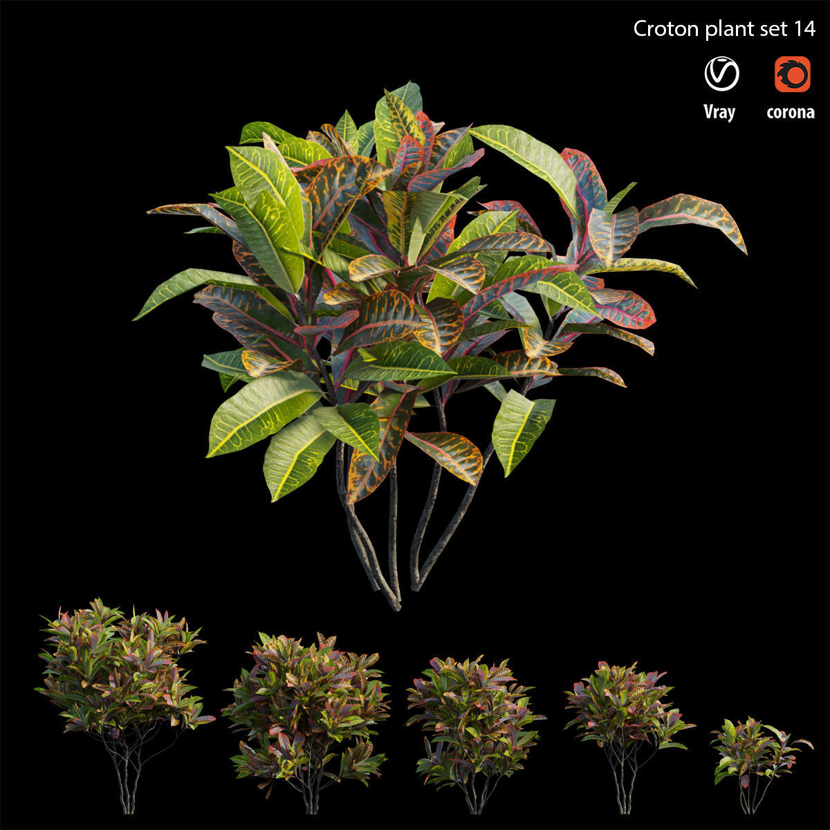Croton plant set 14 3D model_4
