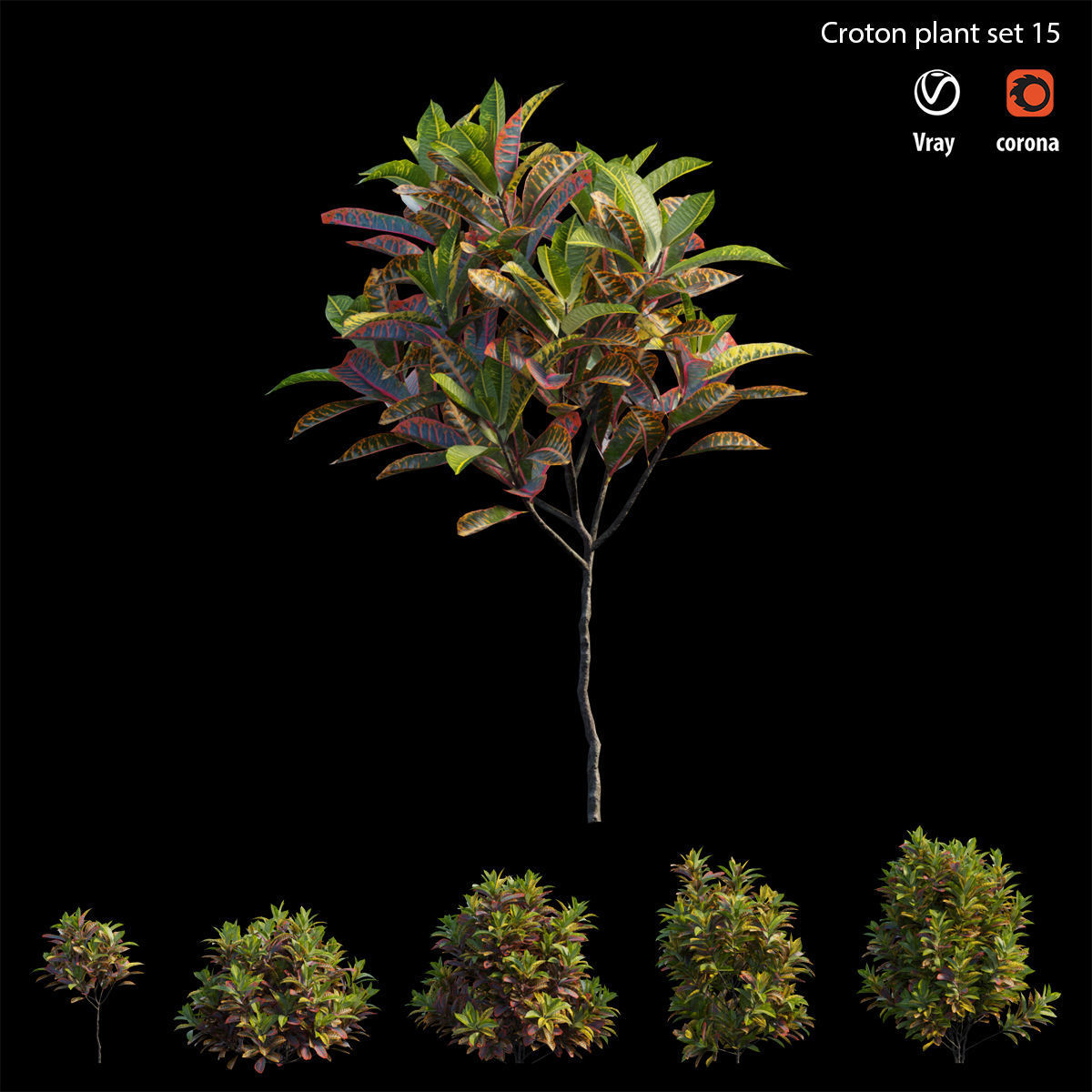 Croton plant set 15 3D model_4