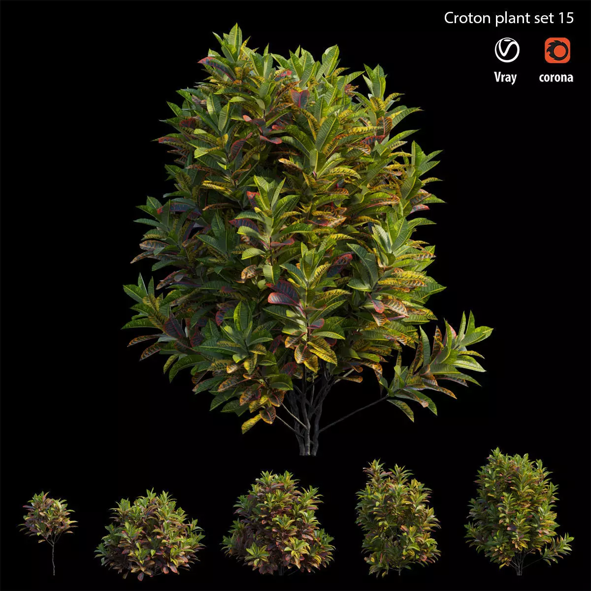 Croton plant set 15 3D model_0
