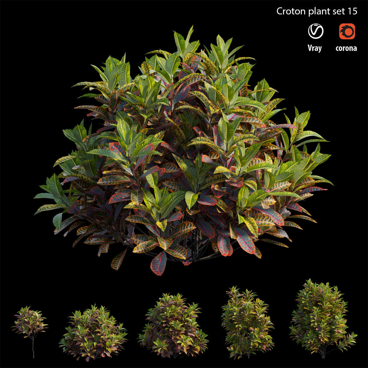 Croton plant set 15 3D model_3