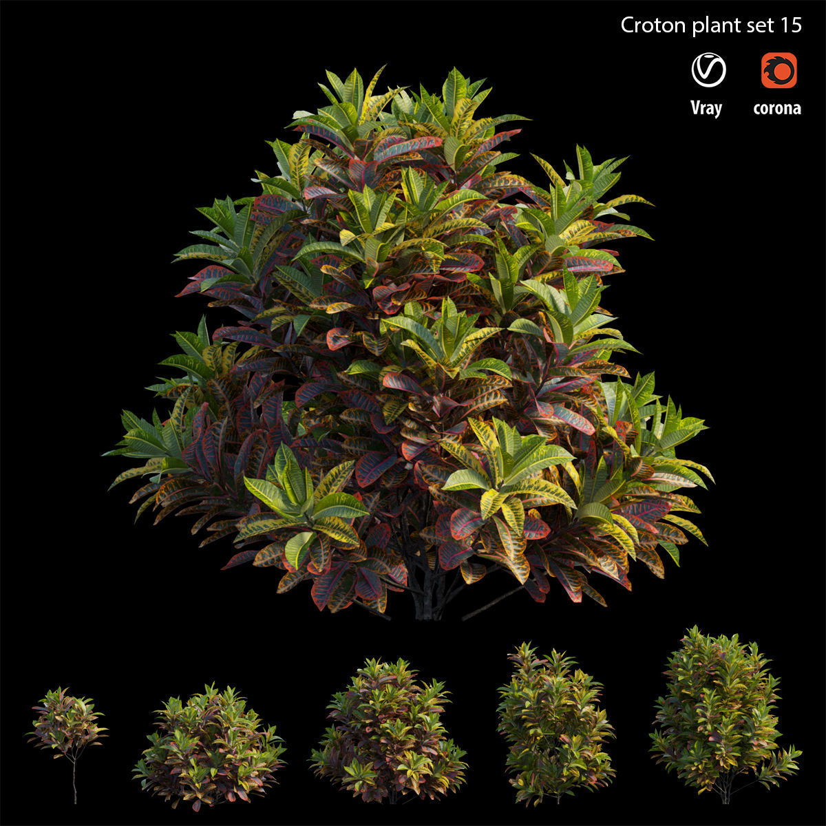 Croton plant set 15 3D model_2