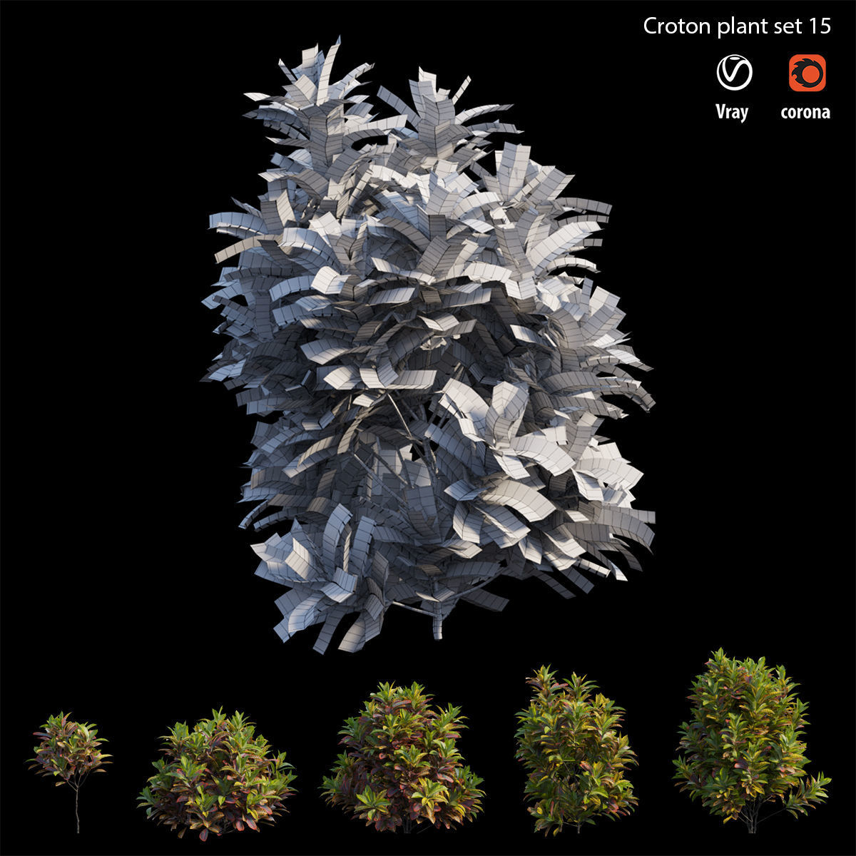 Croton plant set 15 3D model_5