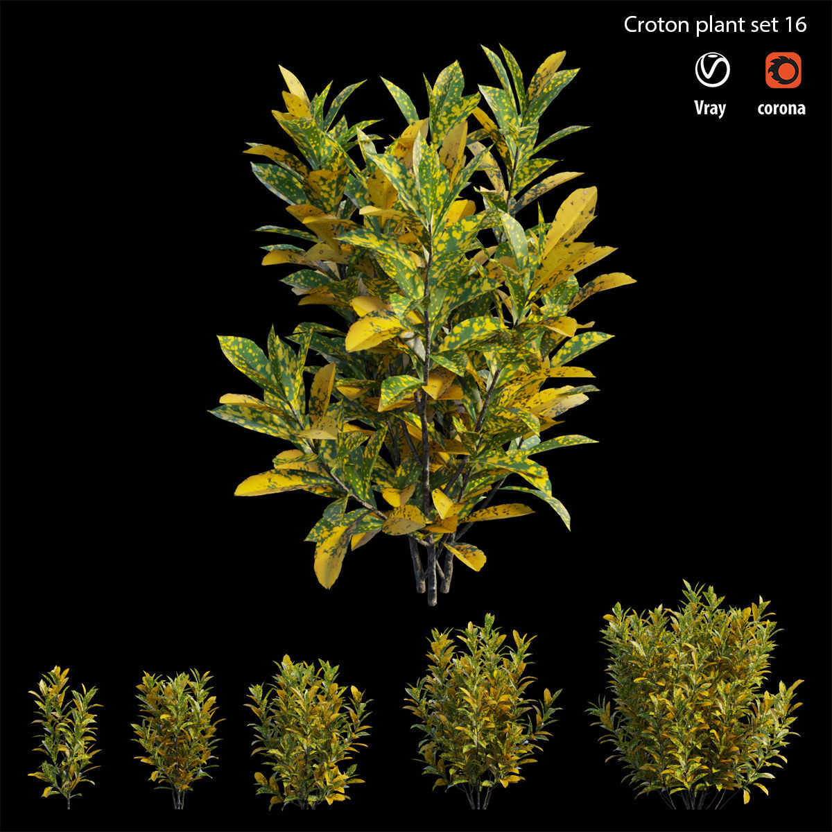 Croton plant set 16 3D model_3