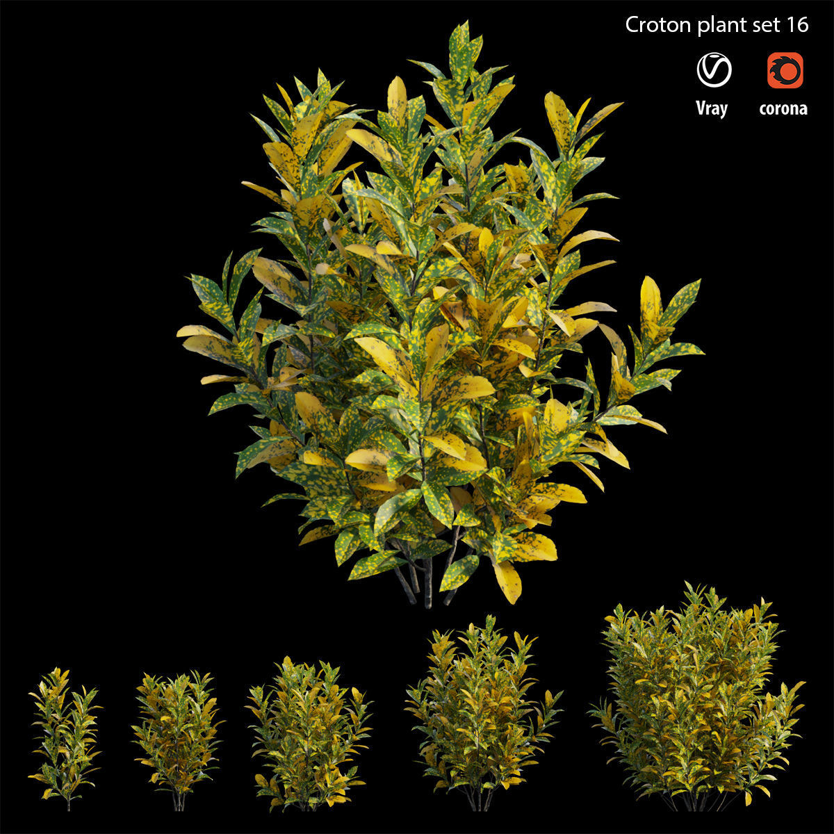 Croton plant set 16 3D model_1
