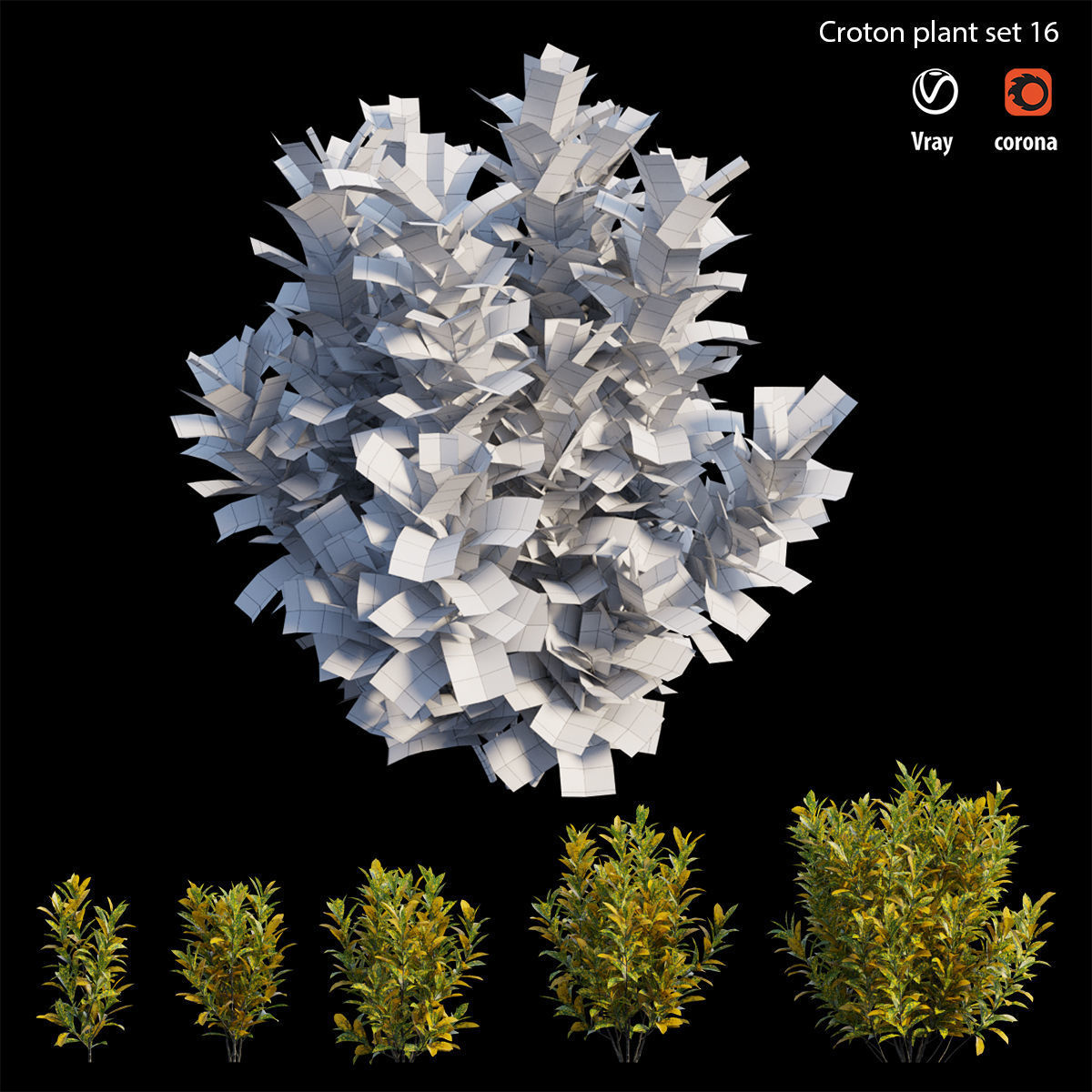 Croton plant set 16 3D model_5