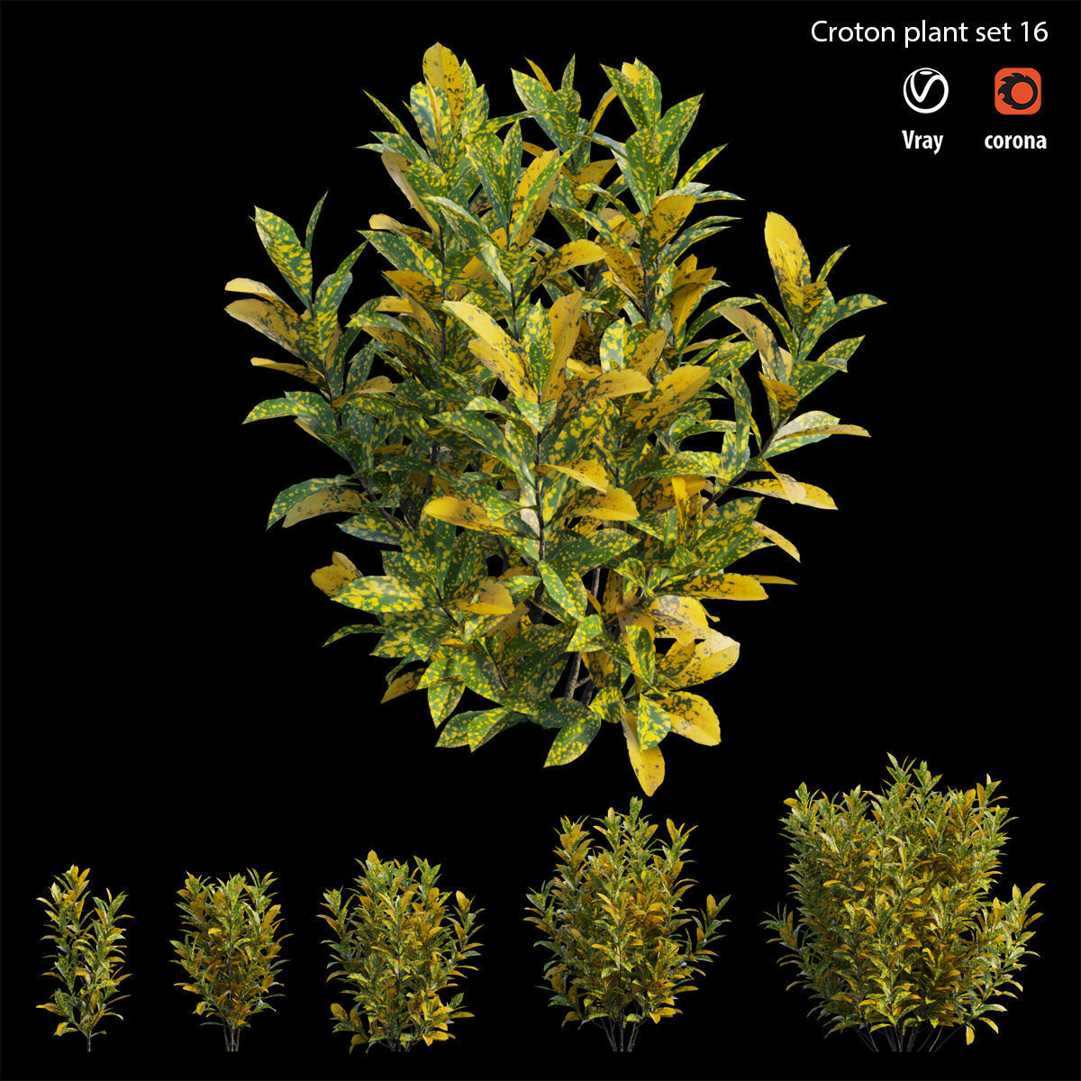 Croton plant set 16 3D model_2