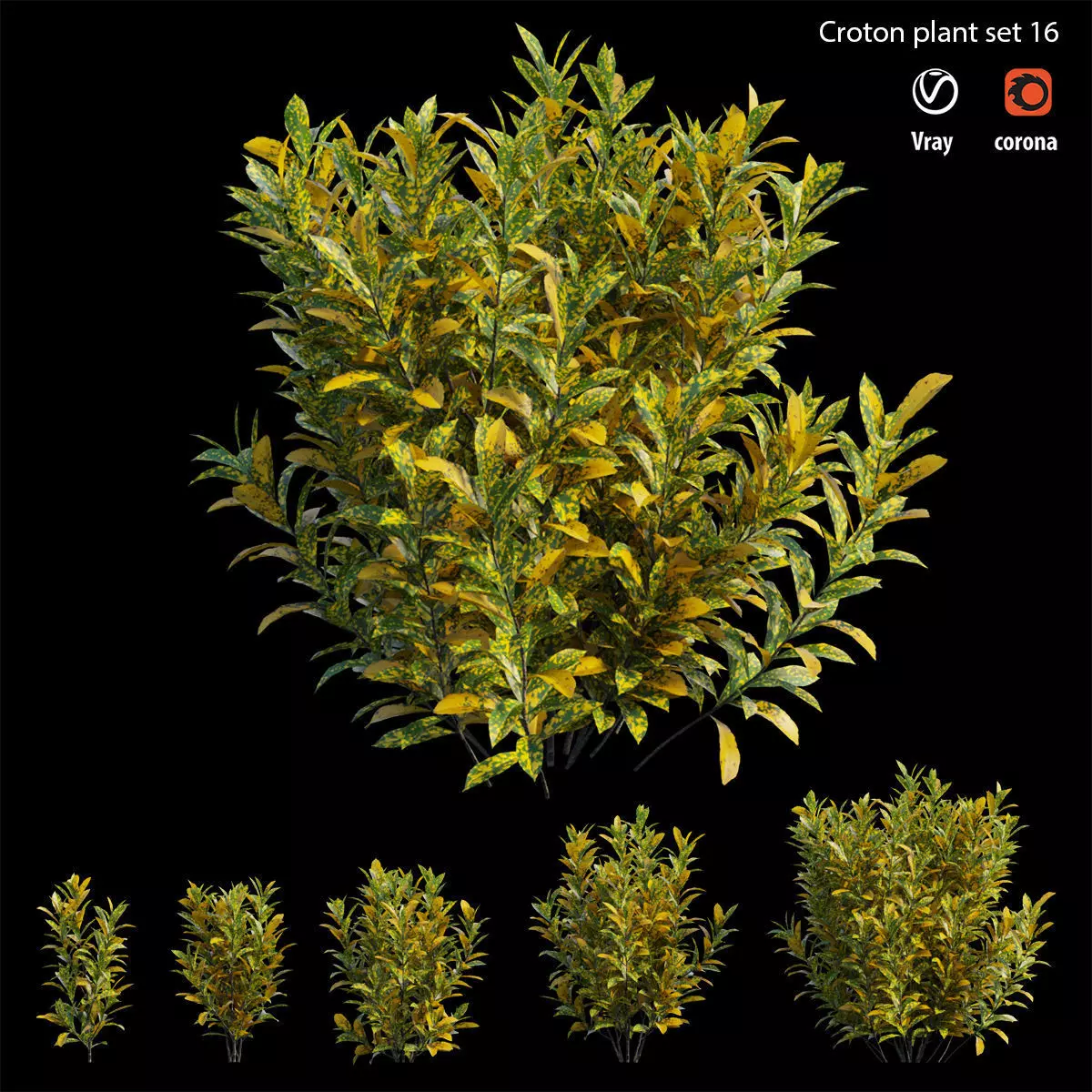 Croton plant set 16 3D model_0