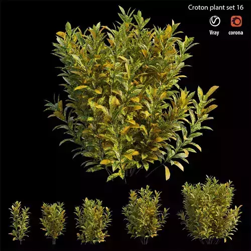 Croton plant set 16 3D model