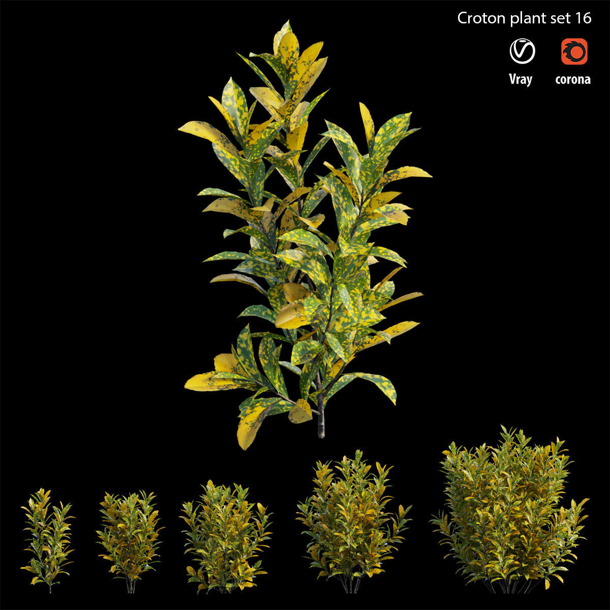 Croton plant set 16 3D model_4