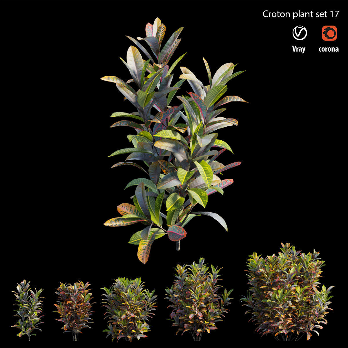 Croton plant set 17 3D model_4