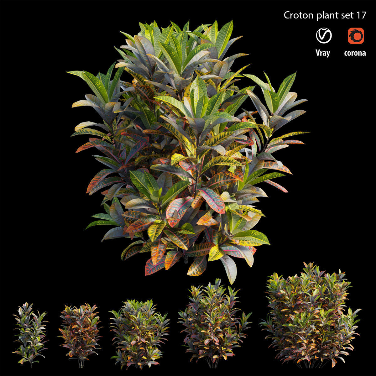 Croton plant set 17 3D model_2