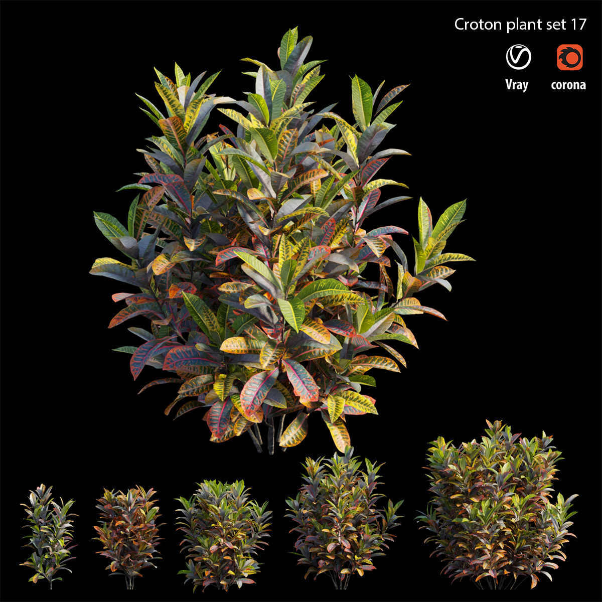 Croton plant set 17 3D model_1
