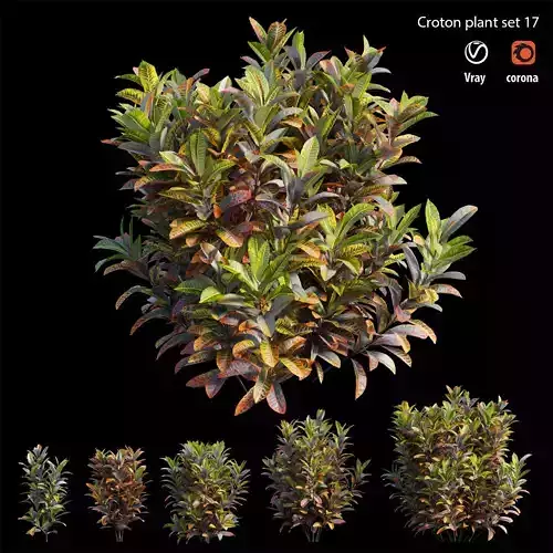 Croton plant set 17 3D model