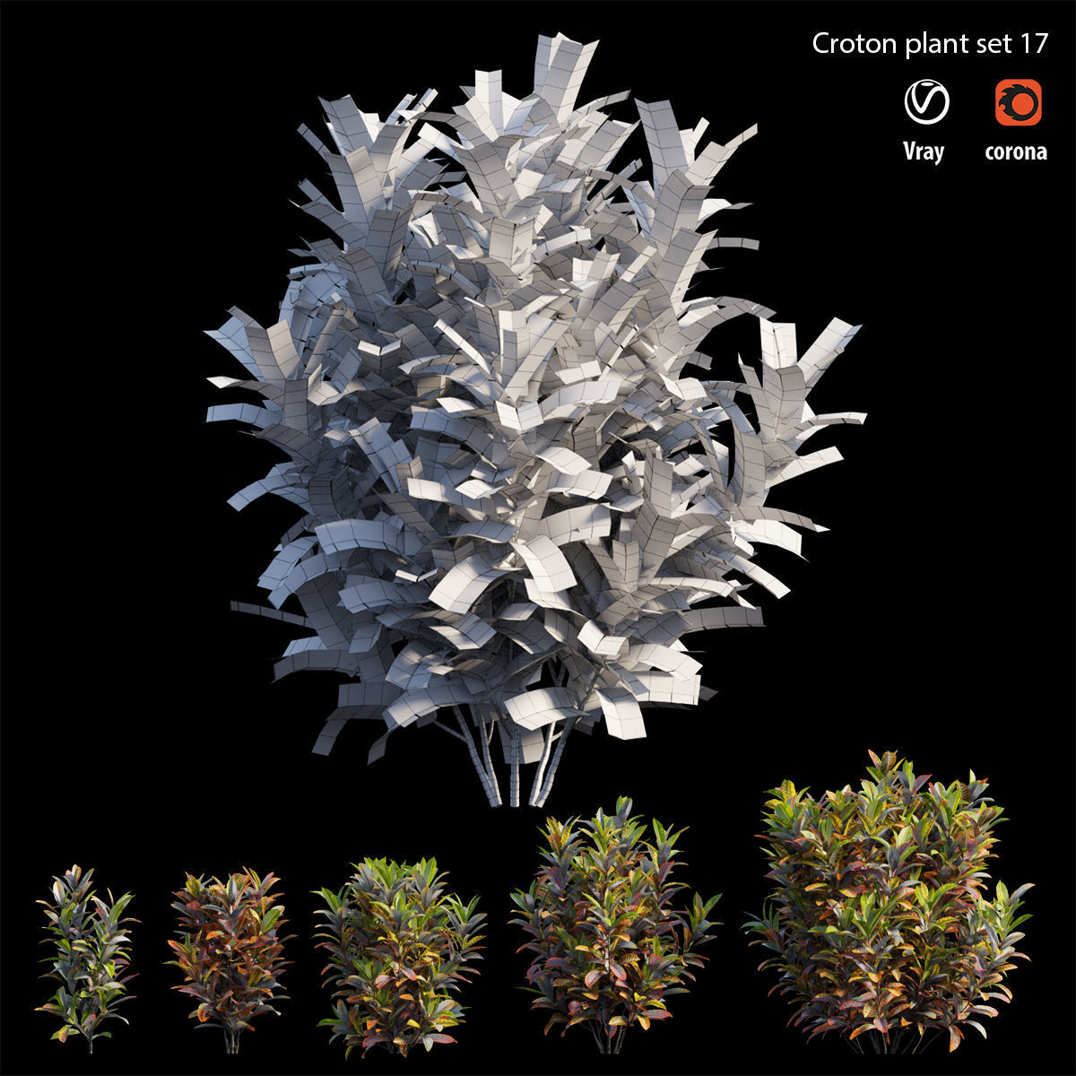 Croton plant set 17 3D model_5