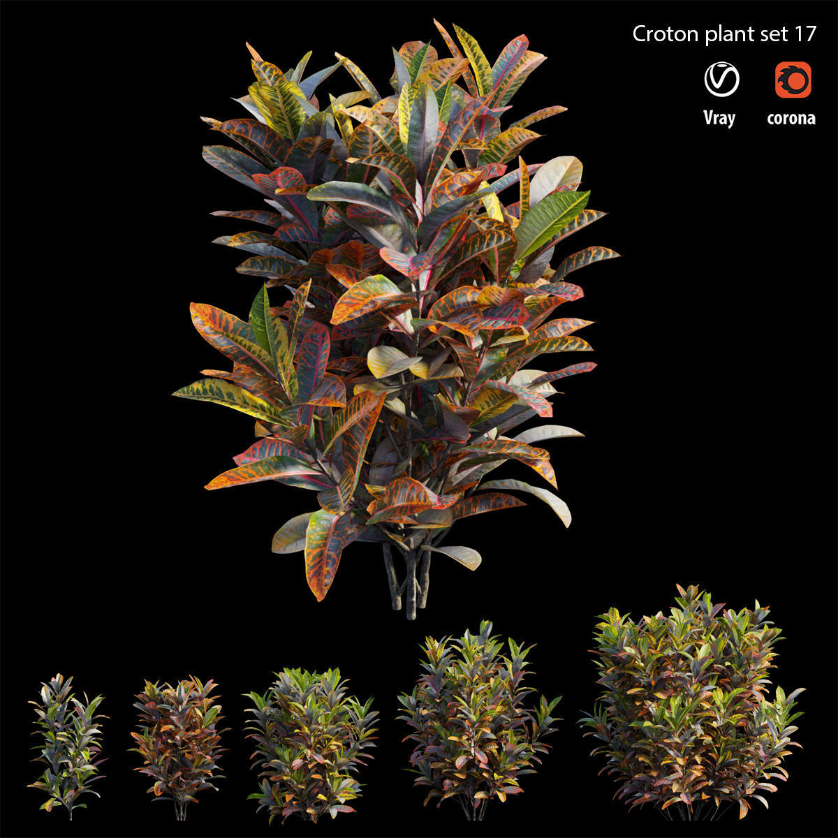 Croton plant set 17 3D model_3