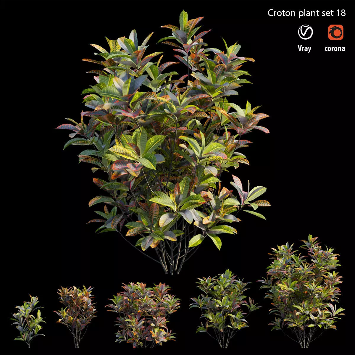 Croton plant set 18 3D model