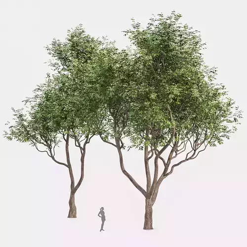 Sweet chestnut tree 3D model