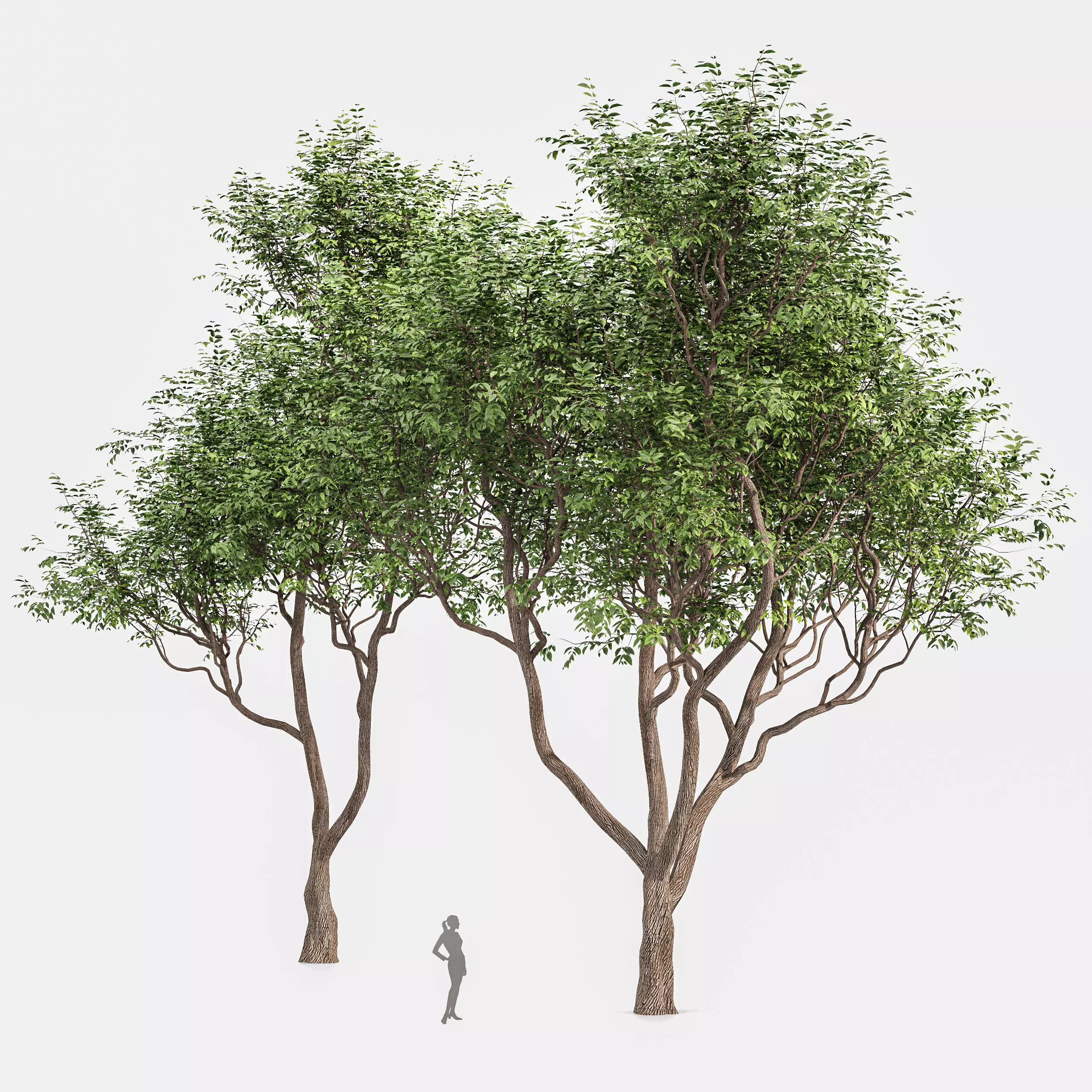Sweet chestnut tree 3D model_0