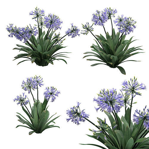 Agapanthus 02 3D model