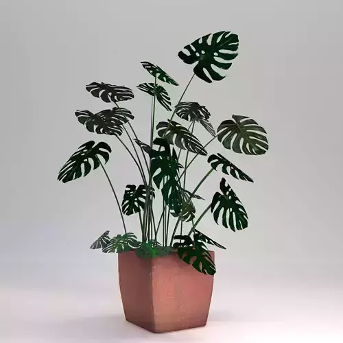   Monstera-Swiss cheese plant in a pot