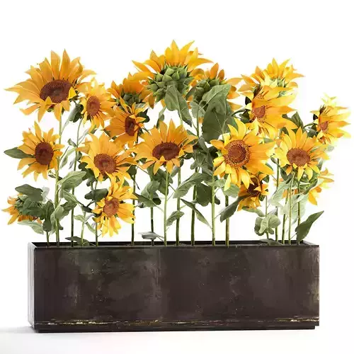 Sunflowers in a flowerpot 1021