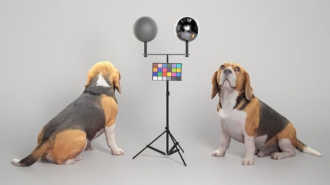 Beagle dog 18 Low-poly 3D model