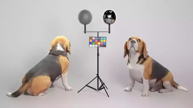 Beagle dog 18 Low-poly 3D model