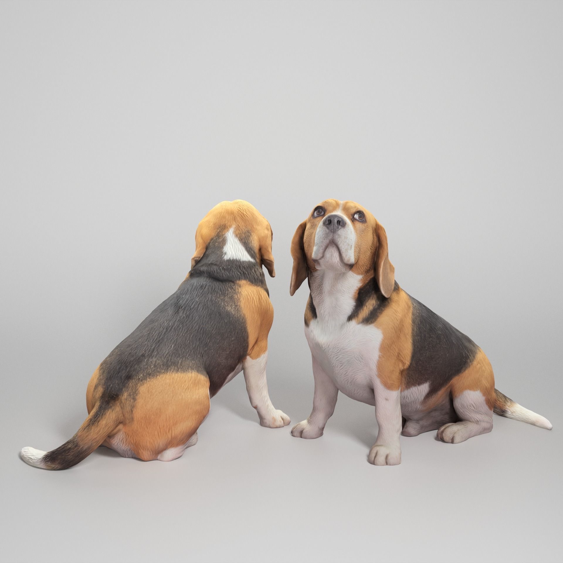 Beagle dog 18 Low-poly 3D model_1